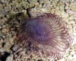 Foto Hawaiian Staubwedel, lila fan würmer