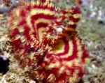 Фото Сабеластарта, полосатый морские черви