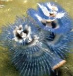 Фото Черв'як Спіробранхус, синій морські черв'яки
