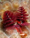 Фото Құрт Spirobranhus, қызыл теңіз құрттар
