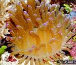 Anemone Atlantic