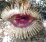 снимка Раздвоен Корона Перо Duster, зелен фен червеи