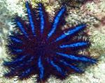 სურათი გვირგვინი Thorns, ლურჯი ზღვის ვარსკვლავი