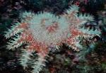 fotoğraf Dikenler Tacı, benekli deniz yıldız