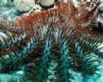 fotografija Trnovo Krono, svetlo modra morske zvezde