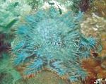 kuva Orjantappurakruunu, läpinäkyvä meri tähteä