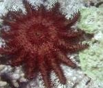 Nuotrauka Karūna Erškėčių, raudonas jūros žvaigždės