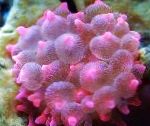 Фото Актиния пузырчатая, розовый актинии