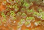 სურათი Bubble წვერი Anemone (სიმინდის Anemone), ნაცრისფერი აქტინიები