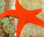 სურათი წითელი Starfish, წითელი ზღვის ვარსკვლავი