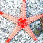 kuva Punainen Meritähti, ruskea 