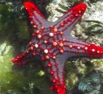 Punaista Nuppia Sea Tähteä (Punainen Selkärangan Tähti, Crimson Nuppi Tähti Fish)