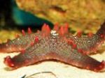 foto Choc Chip (Knop) Zee Ster, rood zeesterren