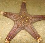 fotografie Choc Chip (Gombík) Sea Star, svetlomodrá hviezdy mora