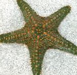 Bilde Choc Chip (Knott) Sea Star, grå sjøstjerner