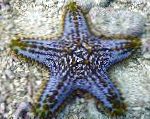 fotografie Choc Chip (Knoflík) Sea Star, průhledný hvězdy moře