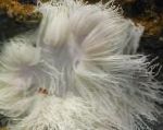 Фото Актиния кожистая (криспа), белый актинии