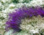 fotografija Beaded Sea Anemone (Ordinari Anemone), vijolična vetrnic