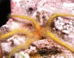 φωτογραφία Σφουγγάρι Εύθραυστα Sea Star, κίτρινος αστερίες