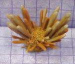 Foto Pencil Urchin, gelb seeigel