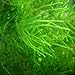 foto Tropica - Taxiphyllum barbieri 1-2 Grow (Java Moss) - Piante d'acquario
