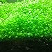 foto Acquario piante acquatiche semi double Leaf Carpet acqua erba, per acquario roccia Lawn Garden Decor