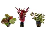 Tropica Pflanzen Set 3 schöne rote Topf Pflanzen Aquariumpflanzenset Nr.12 Wasserpflanzen Aquarium Aquariumpflanzen Foto, bester Preis 17,99 € neu 2024