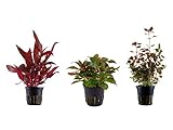Tropica Pflanzen Set mit 3 schönen roten Topf Pflanzen Aquariumpflanzenset Nr.13 Wasserpflanzen Aquarium Aquariumpflanzen Foto, bester Preis 15,44 € neu 2024