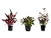 Foto Tropica Pflanzen Set mit 3 schönen roten Topf Pflanzen Aquariumpflanzenset Nr.13 Wasserpflanzen Aquarium Aquariumpflanzen