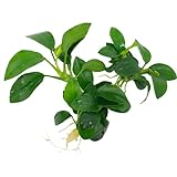 Anubias nana Petite, Wasserpflanze Loose mit Wurzeln, Kleine Anubias Foto, bester Preis 3,99 € neu 2024