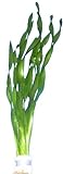 vallisneria-tortifolia, Kleine Schrauben Vallisneria, Aquarienpflanzen, Wasserpflanzen Foto, bester Preis 2,95 € neu 2024