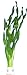 Foto vallisneria-tortifolia, Kleine Schrauben Vallisneria, Aquarienpflanzen, Wasserpflanzen