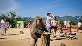 Monkey see, monkey do? Feed Japanese monkeys at Arashiyama Monkey Park Photo, best price $69.00 new 2024