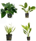 4 Potted Live Aquarium Plants Bundle - Anubia, Amazon Sword, Kleiner Bar, Narrow Leaf Photo, best price $26.75 new 2024