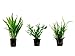 Foto Tropica Pflanzen Set mit 3 Javarfarn Aquariumpflanzen Wasserpflanzen Nr.16
