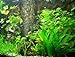 Foto Mühlan Topartikel- 30 Aquarienpflanzen + Wasserpflanzendünger, schnellwachsende Wasserpflanzen im Bund gegen Algen