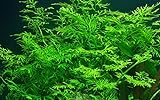 Tropica Aquarium Pflanze Ceratopteris thalictroides Nr.005A Wasserpflanzen Aquarium Aquariumpflanzen Foto, bester Preis 5,98 € (5,98 € / stück) neu 2024