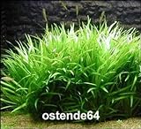 WFW wasserflora Grasartige Zwergschwertpflanze/Echinodorus latifolius im Topf Foto, bester Preis 5,55 € neu 2024