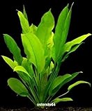 WFW wasserflora Große Amazonas-Schwertpflanze/Echinodorus bleheri, Aquariumpflanze, barschfest Foto, bester Preis 2,99 € neu 2024