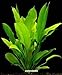 Foto WFW wasserflora Große Amazonas-Schwertpflanze/Echinodorus bleheri, Aquariumpflanze, barschfest