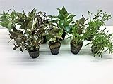 Aquarienpflanzen Set Wasserpflanzen 5 Töpfe. ideal für den Anfänger Foto, bester Preis 19,50 € (3,90 € / stück) neu 2024