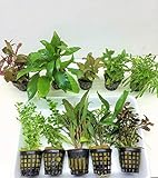 10 Töpfe Aquarienpflanzen Set Wasserpflanzen ideal für den Anfänger Foto, bester Preis 31,00 € (3,10 € / stück) neu 2024