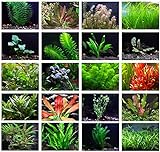Texas Aquarium Plant Bundle - 20 Species Live Aquarium Plants Package Photo, best price $64.88 ($3.24 / Count) new 2023