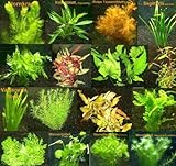 9 Bunde mit über 60 Aquarium-Pflanzen + Dünger - farbiges Sortiment für 60-100 Liter Aquarien, Wasserpflanzen für alle Aquarienbereiche Foto, bester Preis 31,95 € neu 2024
