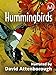 Photo Hummingbirds