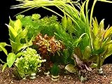 Zoomeister - 5 Verschiedene Bund Wasserpflanzen, ca. 35 Einzelpflanzen gegen Algen Foto, bester Preis 12,99 € (2,60 € / stück) neu 2024
