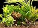 Foto Zoomeister - 5 Verschiedene Bund Wasserpflanzen, ca. 35 Einzelpflanzen gegen Algen