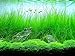 Photo AQUARIUM PLANTS DISCOUNTS Potted Tall Hairgrass by AquaLeaf Aquatics - Easy Aquatic Live Plant