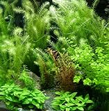 5 Bund - ca. 35 Wasserpflanzen, einfach zu pflegen, algenhemmend, schöne Farben - Mühlan Foto, bester Preis 12,75 € neu 2024