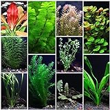 10 Species Live Aquarium Plants Package - Anacharis, Swords, Vallisneria and More! Photo, best price $31.98 ($3.20 / Count) new 2023